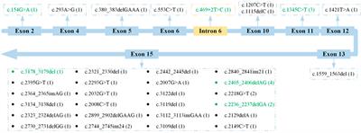 Mutation Analysis of the RPGR Gene in a Chinese Cohort